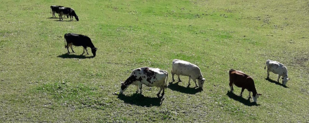 Hofstatthof Villa Campo di Trens Dış mekan fotoğraf